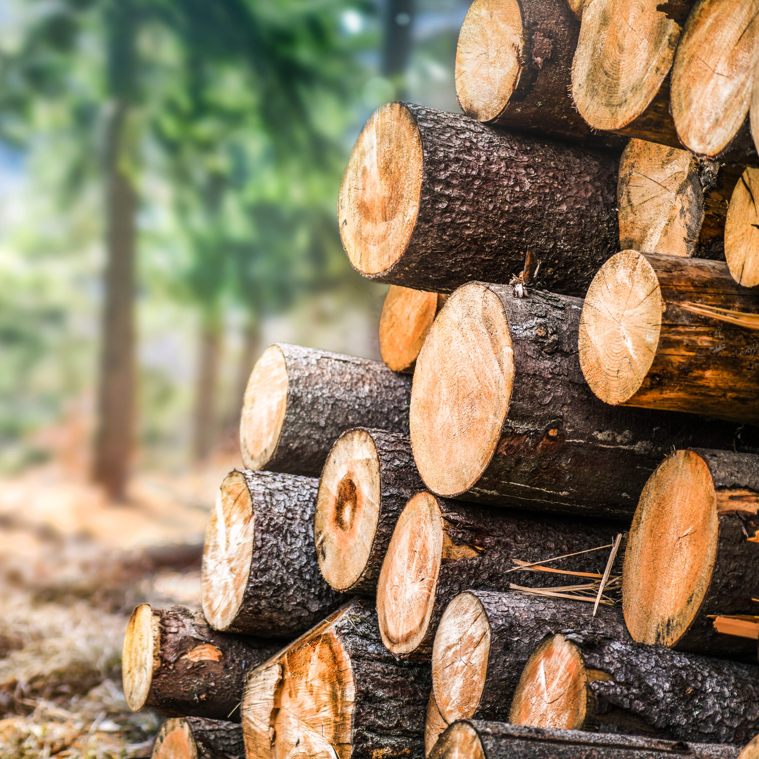 Stack of cut logs sitting in a forest